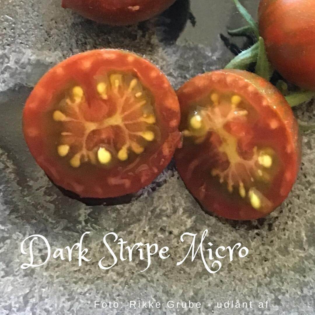 Dark Stripe Micro